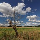 Grasland mit trockenem Baum