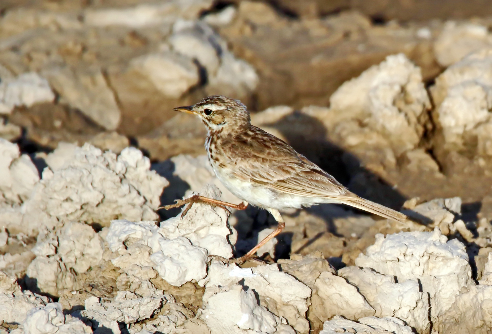 Grasland pipit,Zimtspornpieper