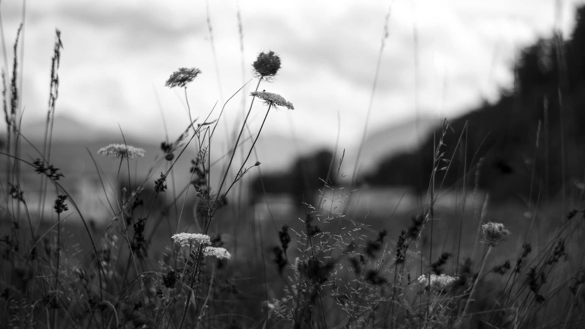 Graslandschaft