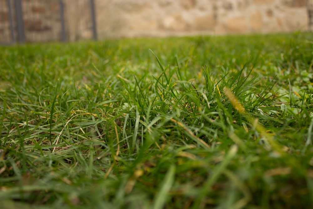 Graslandschaft