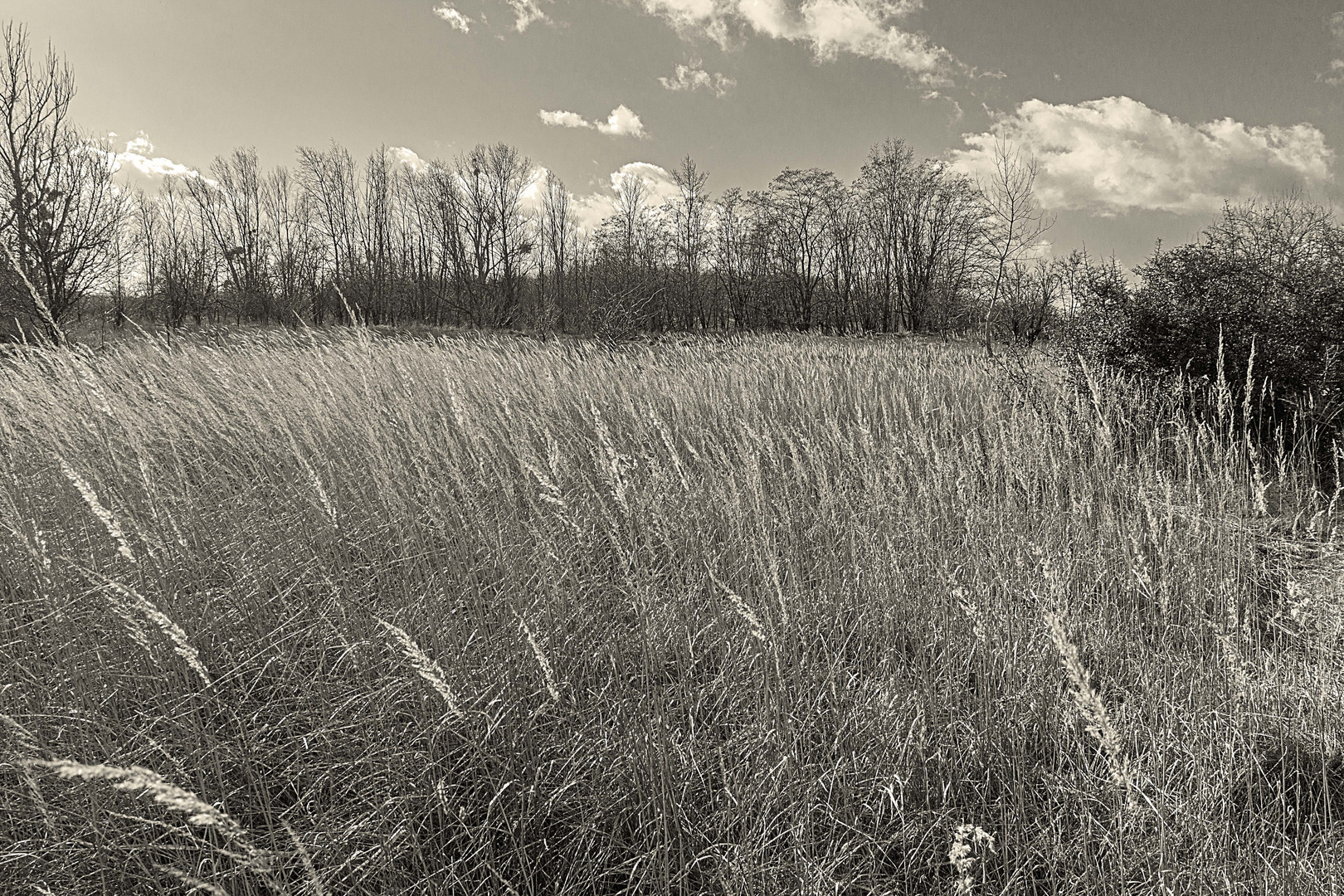 Graslandschaft