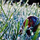 Graslandschaft am Morgen