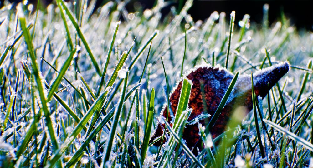 Graslandschaft am Morgen