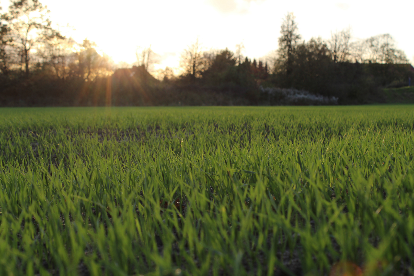 Graslandschaft