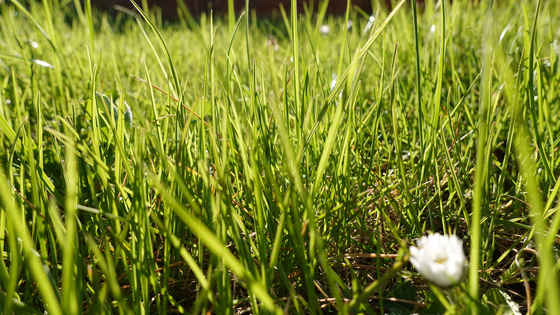 Graslandschaft