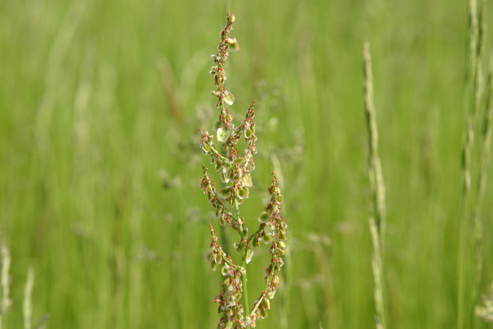 Graslandschaft