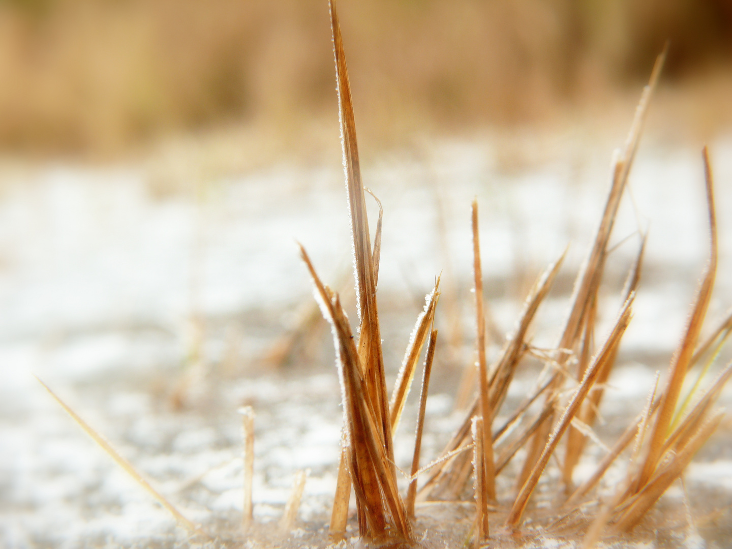 Graslandschaft im Eis