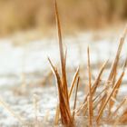 Graslandschaft im Eis