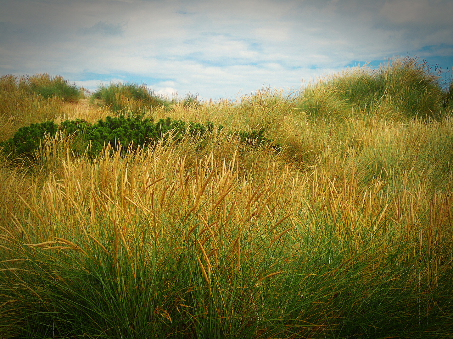 Graslandschaft in der Normandie