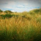 Graslandschaft in der Normandie