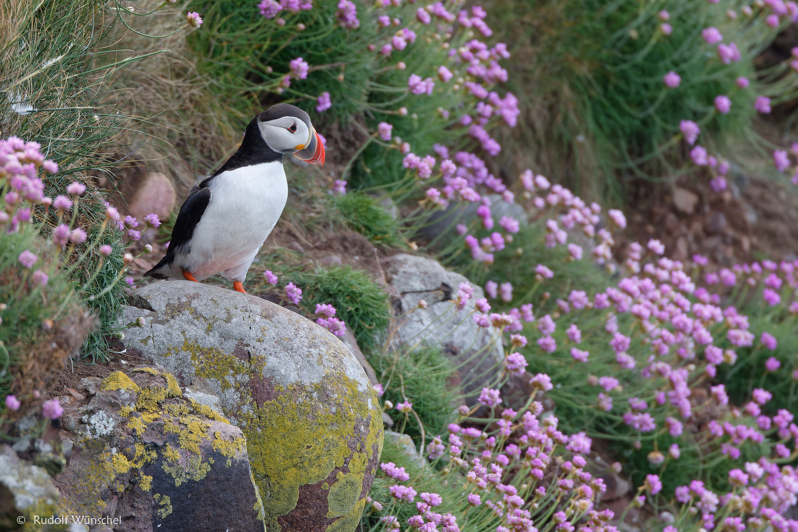 Graslilien mit Puffin