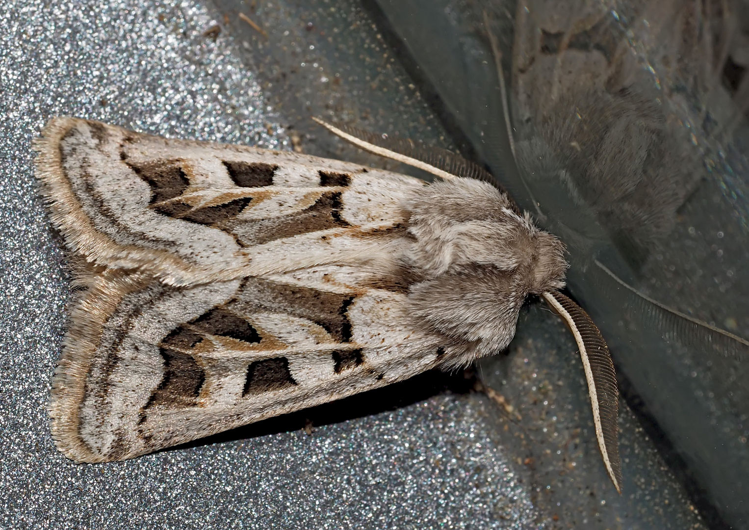 Graslilieneule (Episema glaucina) - La Noctuelle du Muscari.