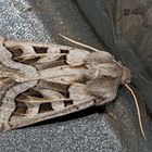 Graslilieneule (Episema glaucina) - La Noctuelle du Muscari.