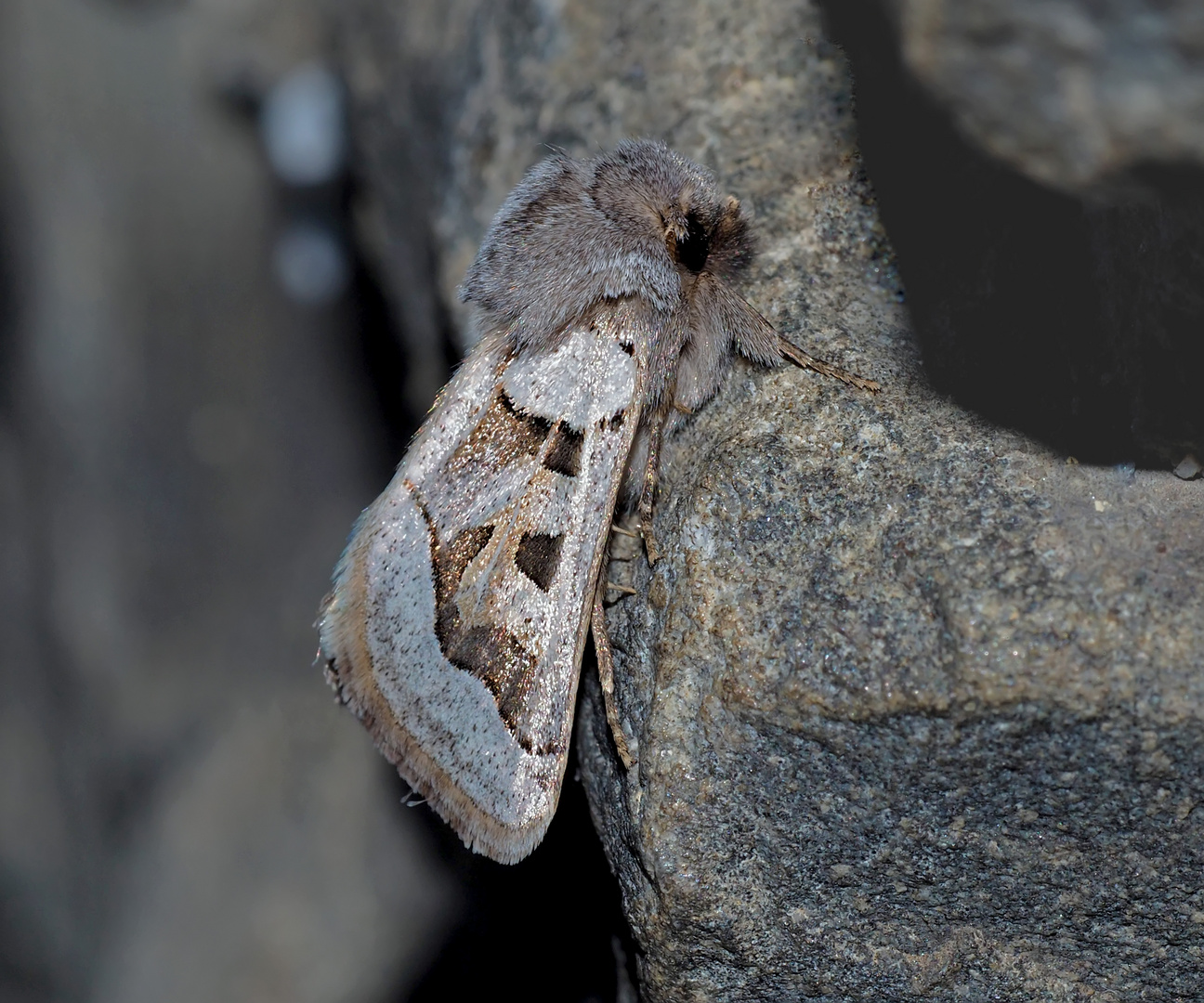 Graslilieneule (Episema glaucina) * - La Noctuelle du Muscari 