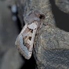 Graslilieneule (Episema glaucina) * - La Noctuelle du Muscari 