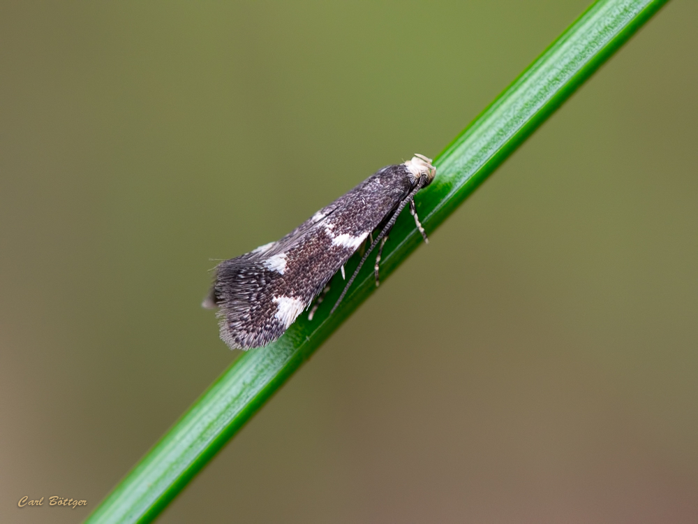 Grasminiermotte - Elachista albifrontella