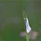 Grasminiermotte (Elachista argentella)