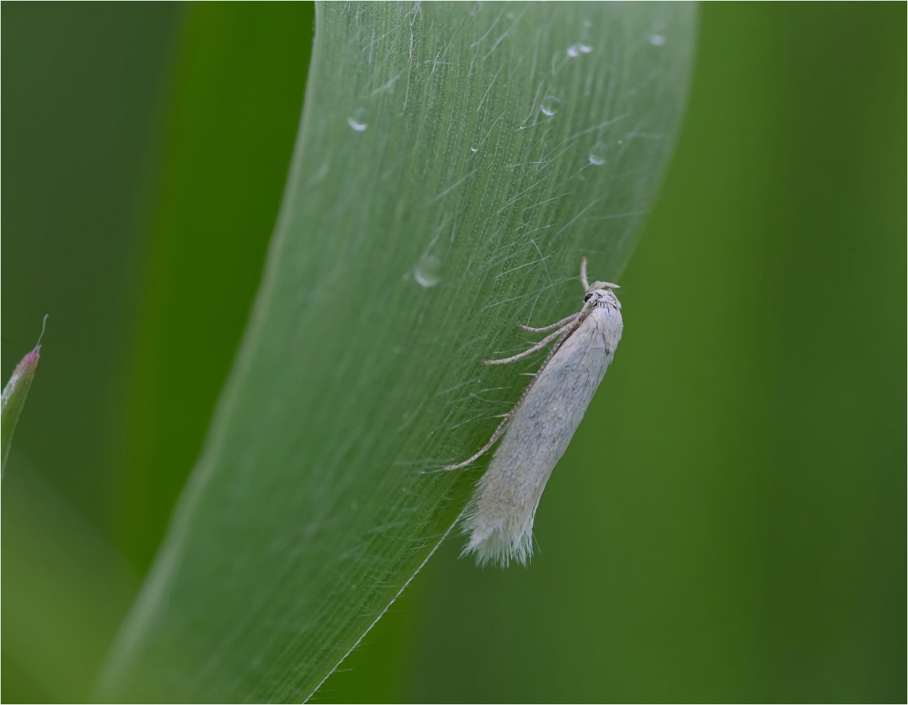 Grasminiermotte (Elochista argentella)