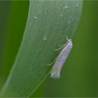 Grasminiermotte (Elochista argentella)