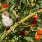 Grasmücke   Herbst 2019