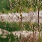 Grasmücke - Suchbild