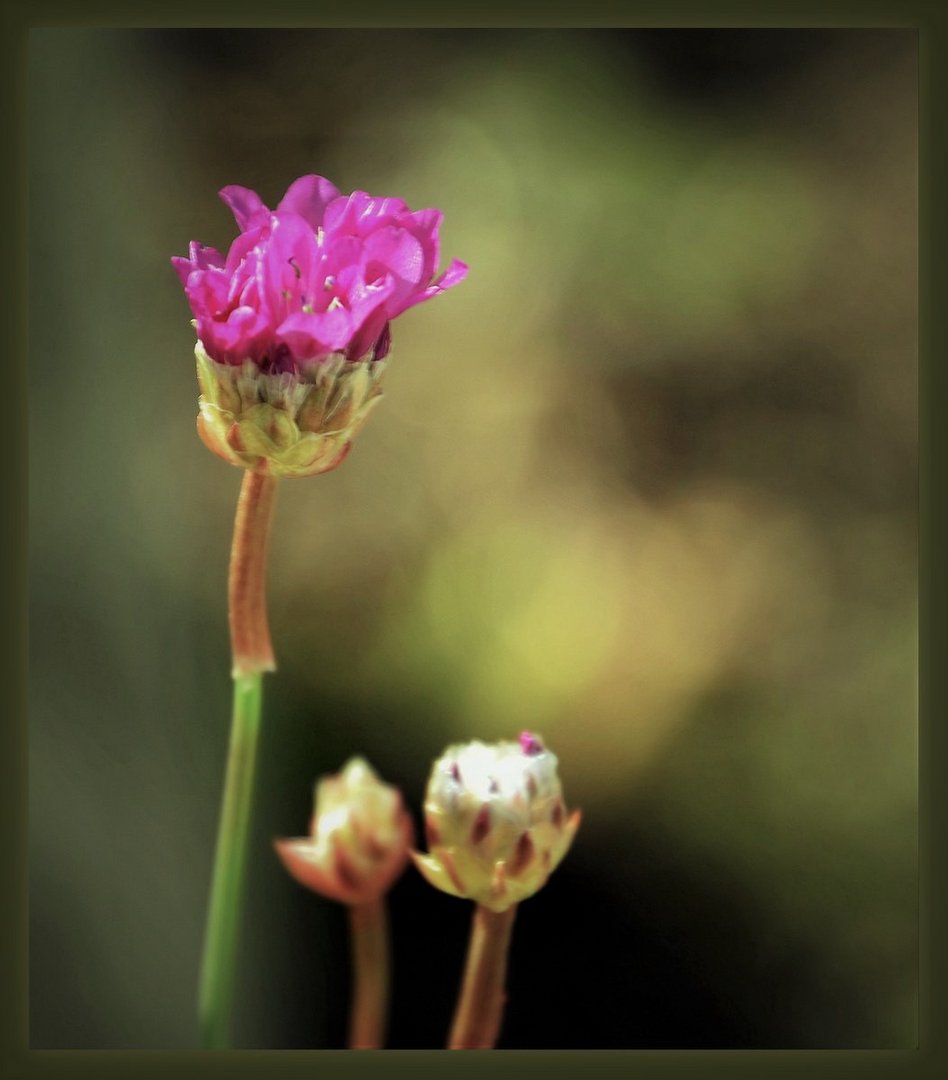 ... Grasnelke "Ballerina Purple" ...