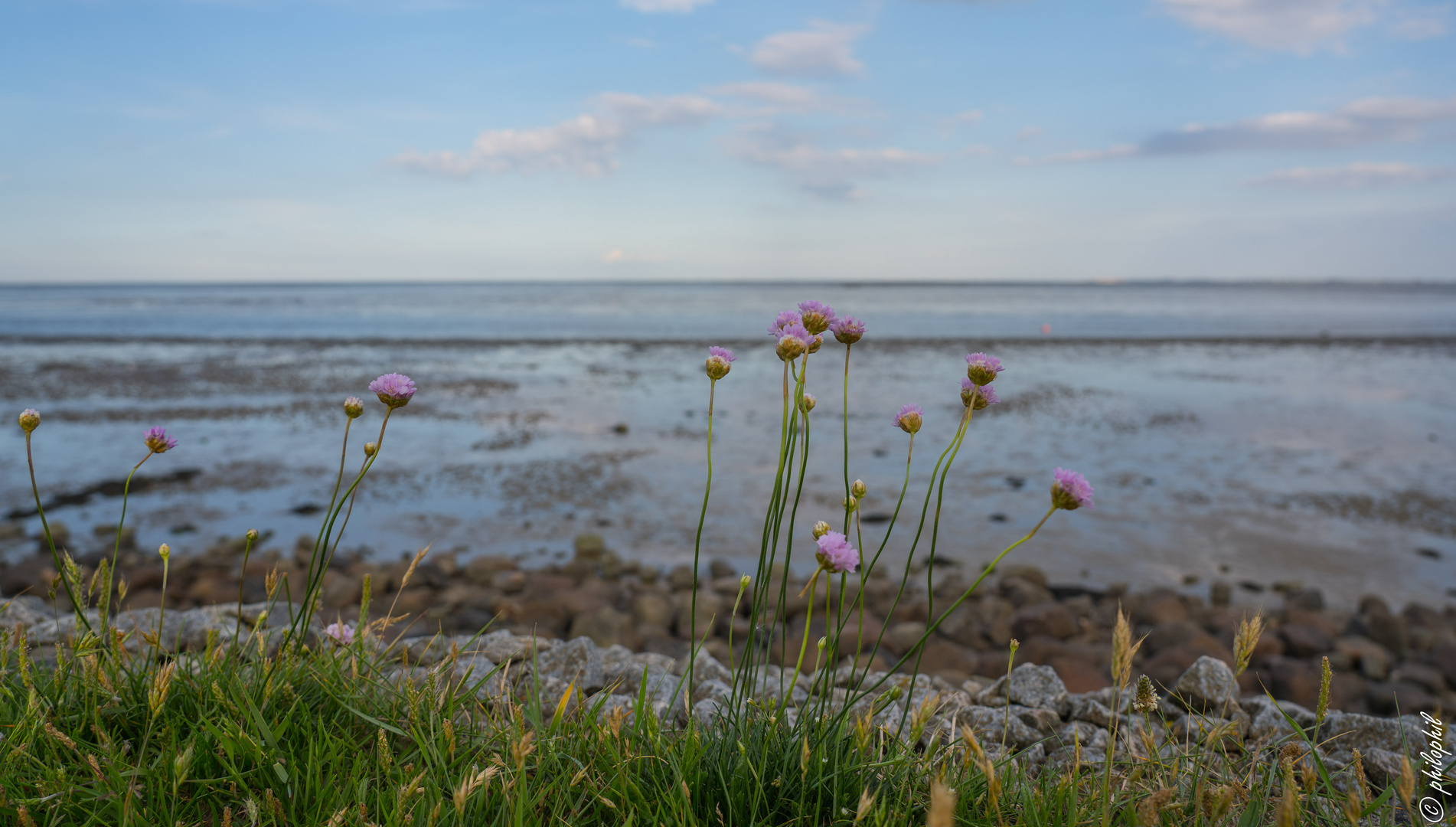 Grasnelken am Wattenmeer