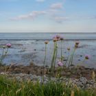 Grasnelken am Wattenmeer