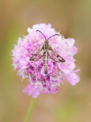 Grasnelken - Glasflügler