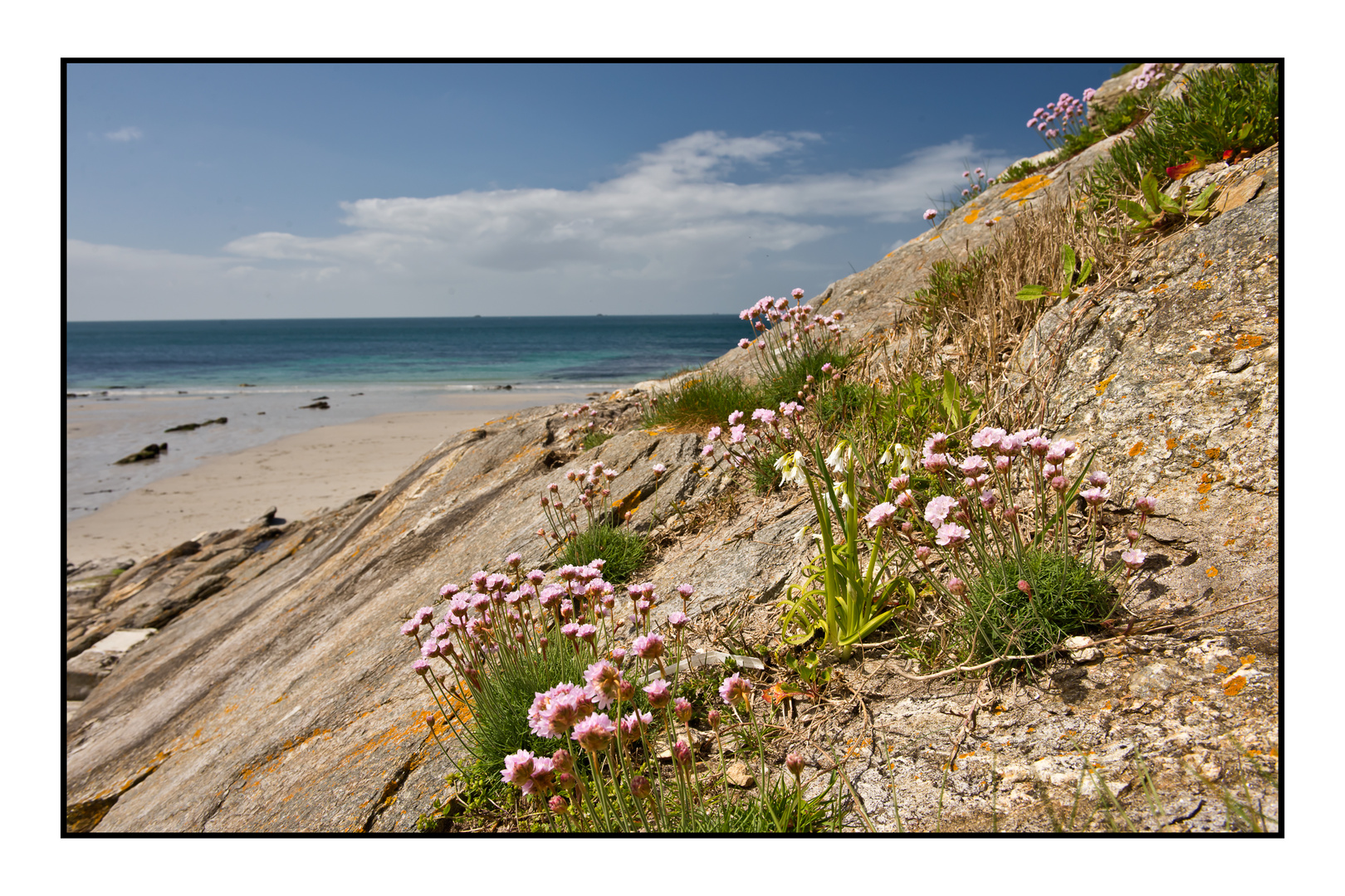 Grasnelken im Finistère