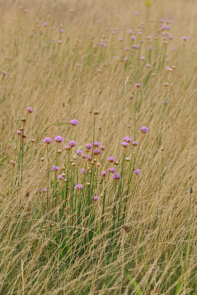 Grasnelken im Sommerwind