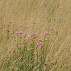 Grasnelken im Sommerwind