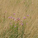 Grasnelken im Sommerwind