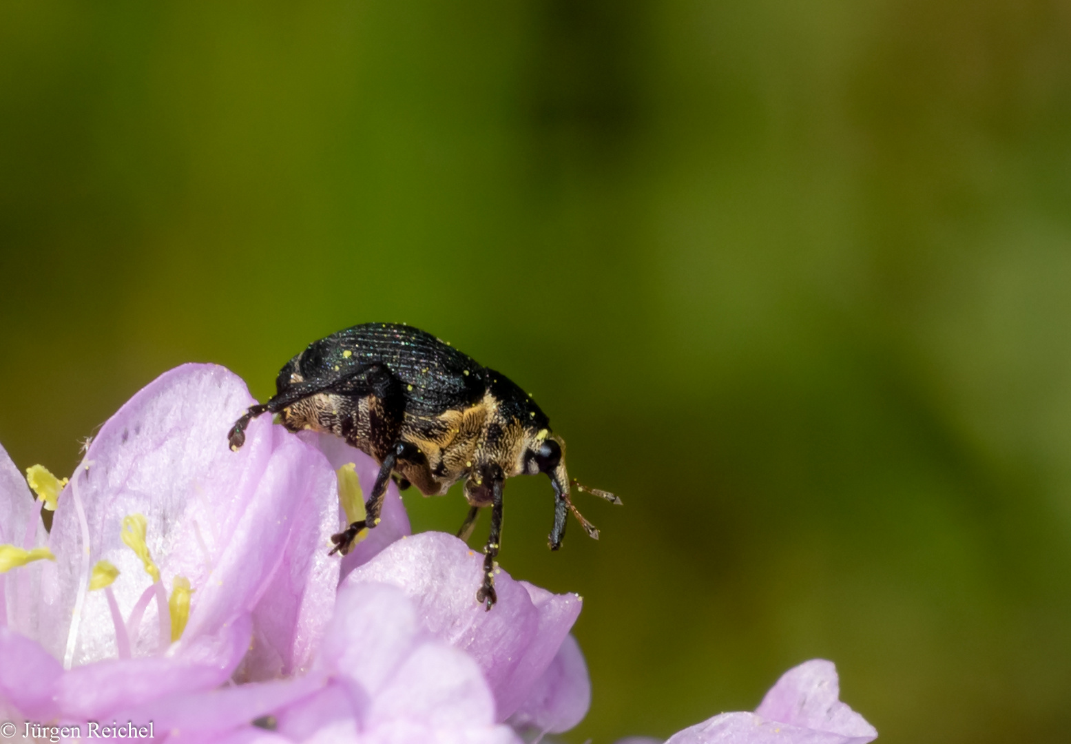 Grasnelkenrüssler (Sibinia sodalis )