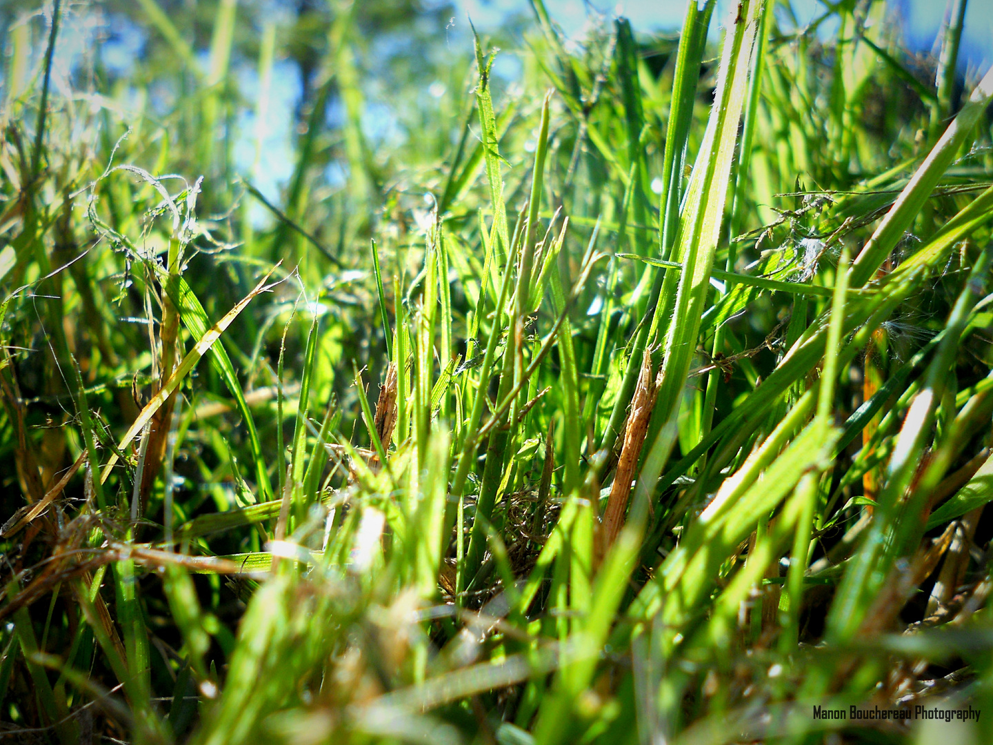 Grass