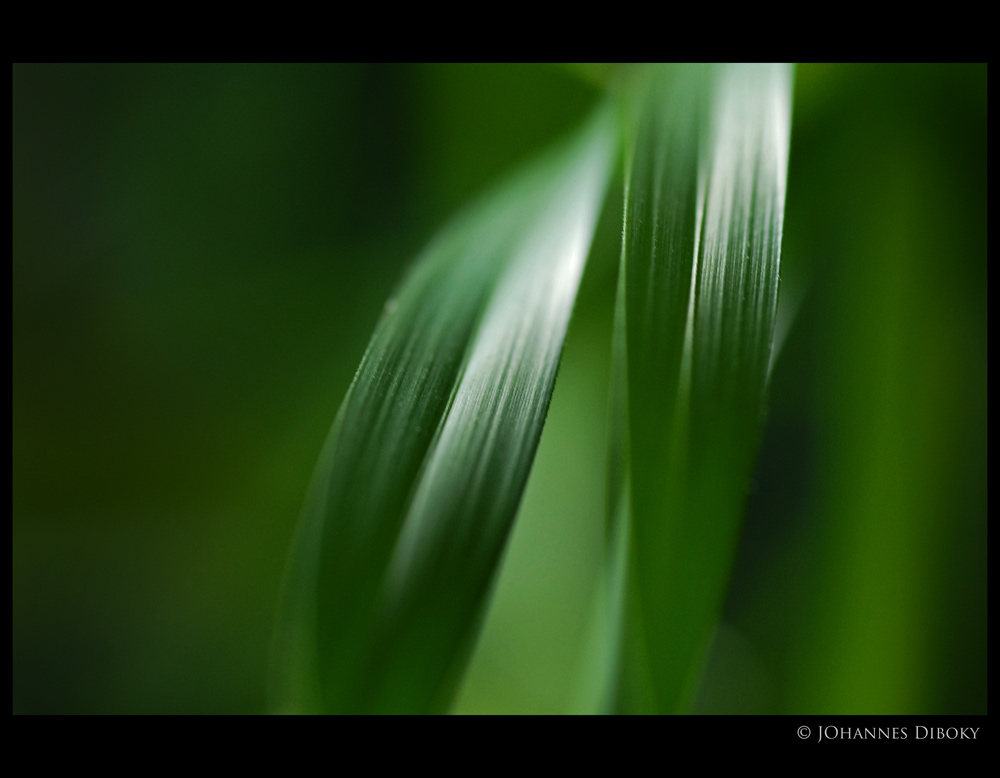 __Grass__