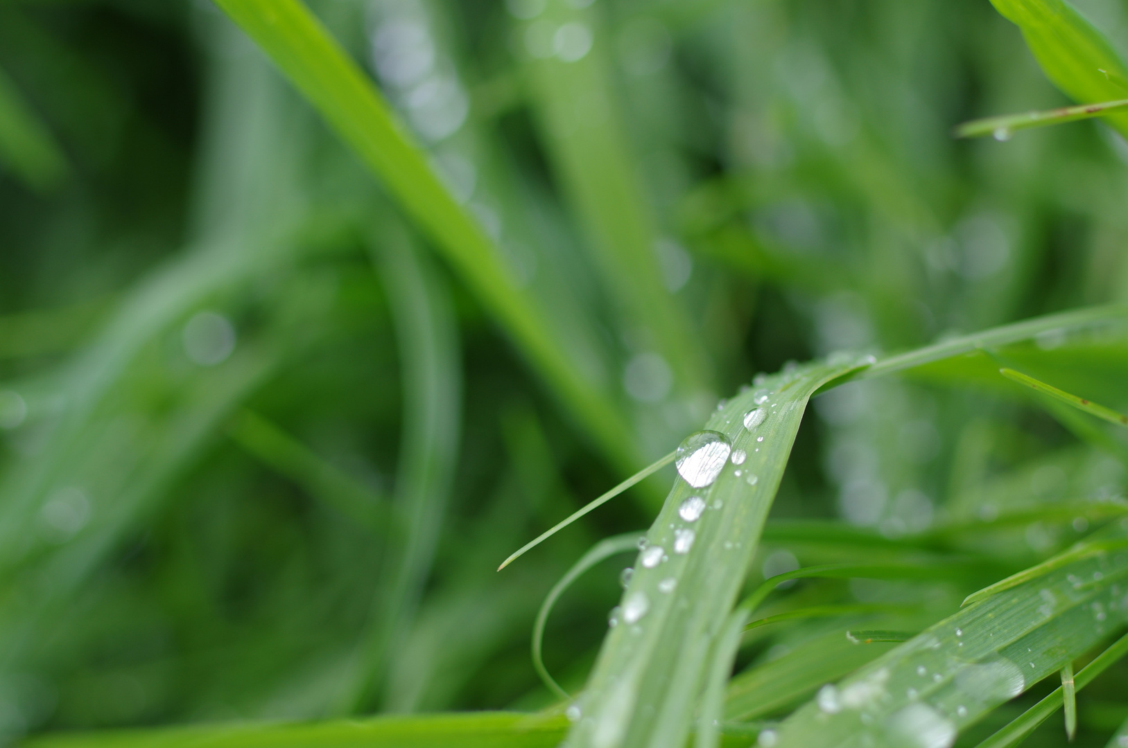 Grass after rain