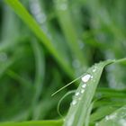 Grass after rain