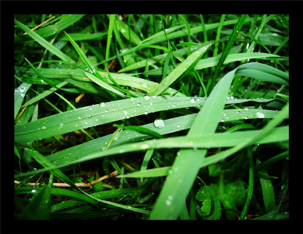 Grass after the rain