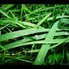 Grass after the rain
