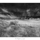 Grass and Sky 2