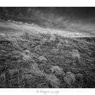 Grass and Sky 