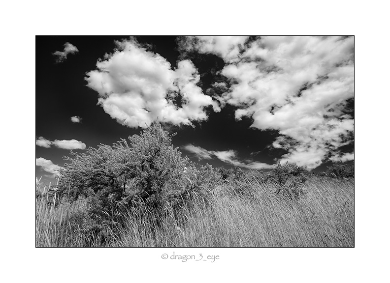 Grass and Sky 