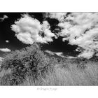 Grass and Sky 