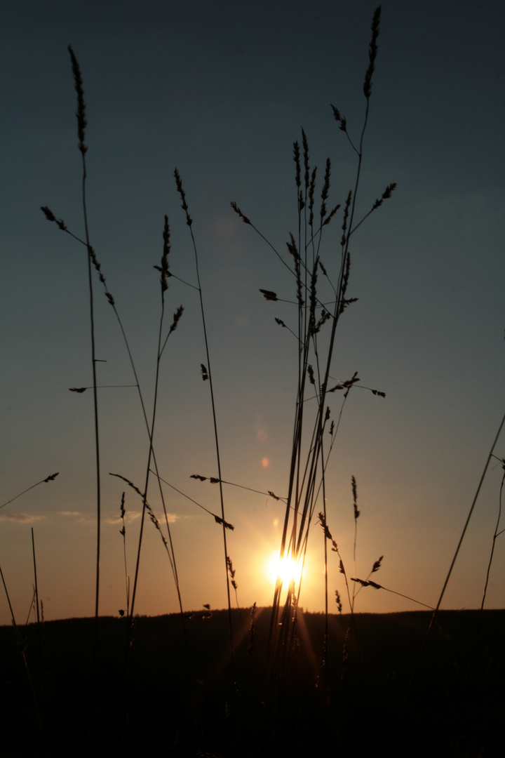 Grass at sunset