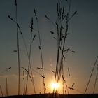 Grass at sunset