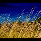 Grass at the wind