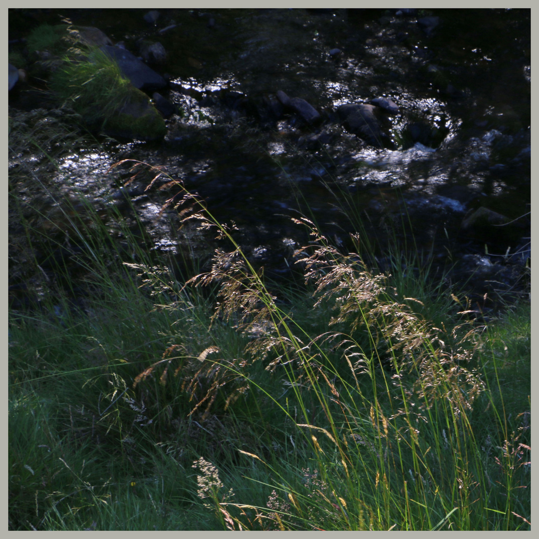 grass beside the river coquet near windyhaugh