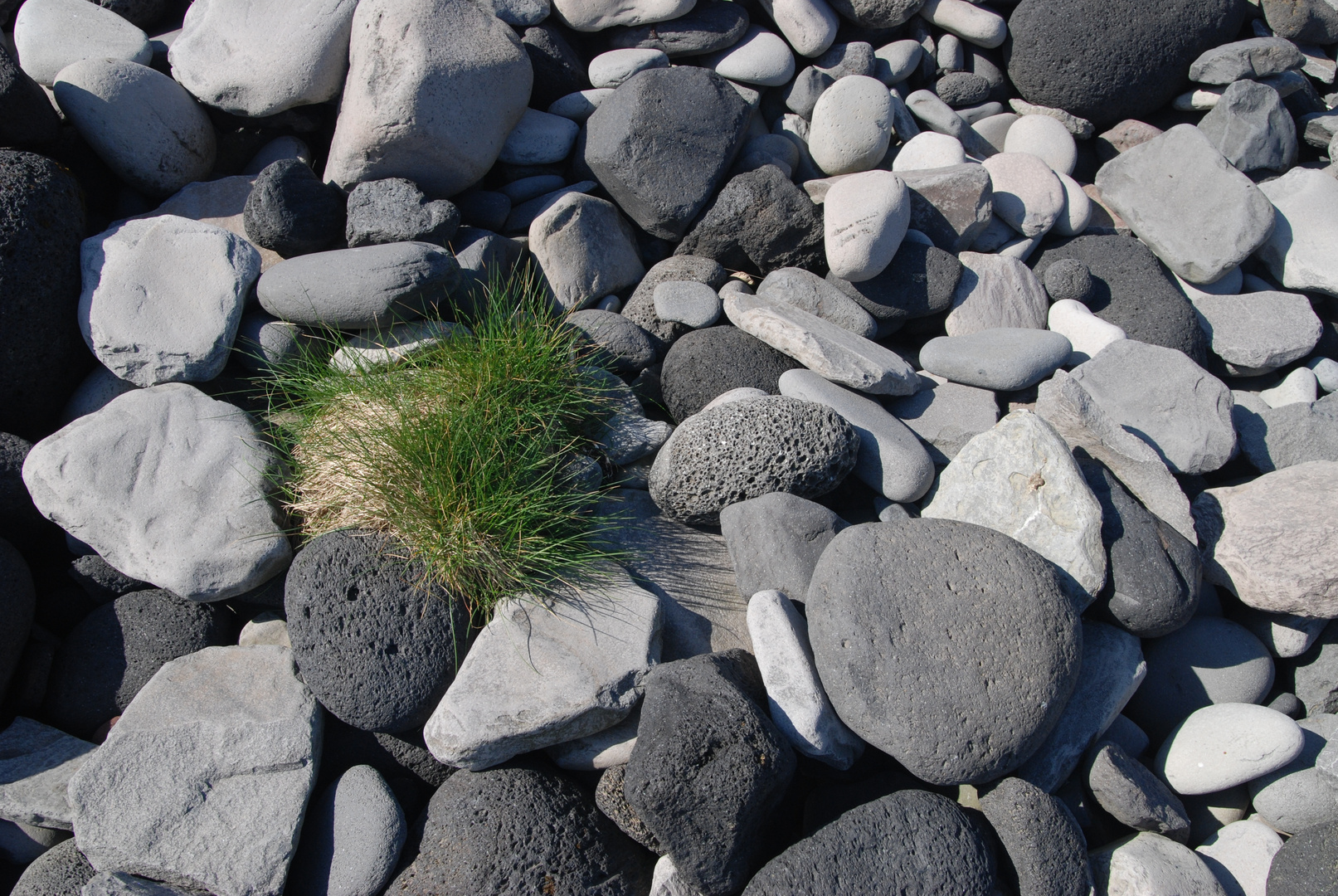 Grass between the stones