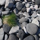 Grass between the stones